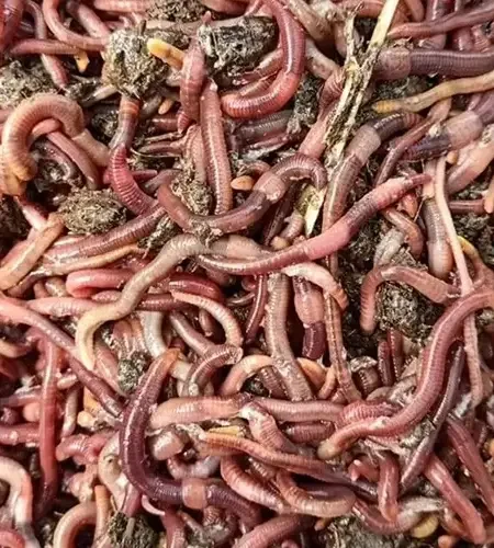 Home Our Produce Healthiest Earthworms