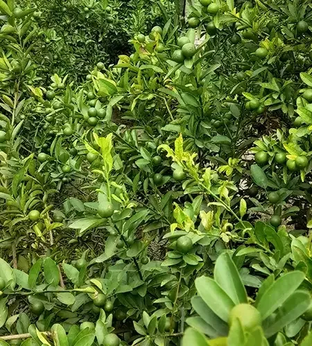 Our Produce Vegetables