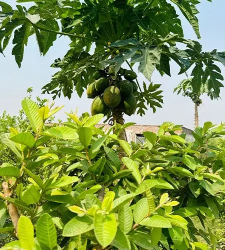 VMD Farm Organic About Us Slider Pic02